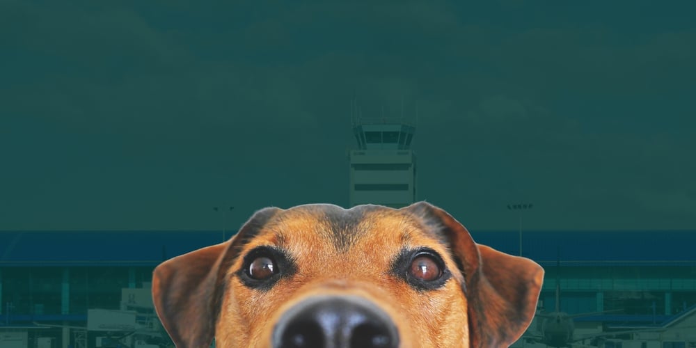 How to Bring Pets to Panama: Entry Requirements 2025