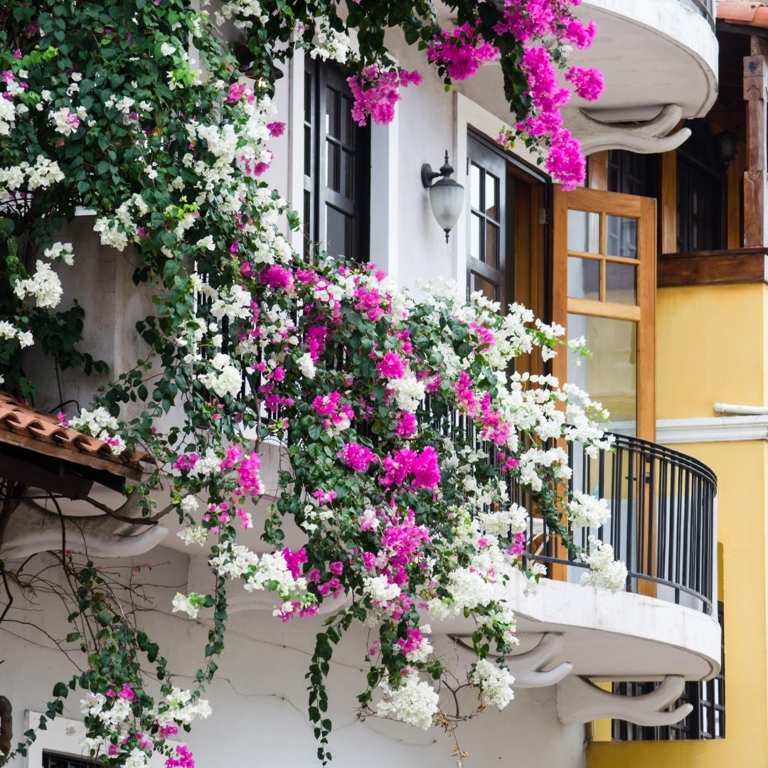 Casco Viejo Flowers Balcony