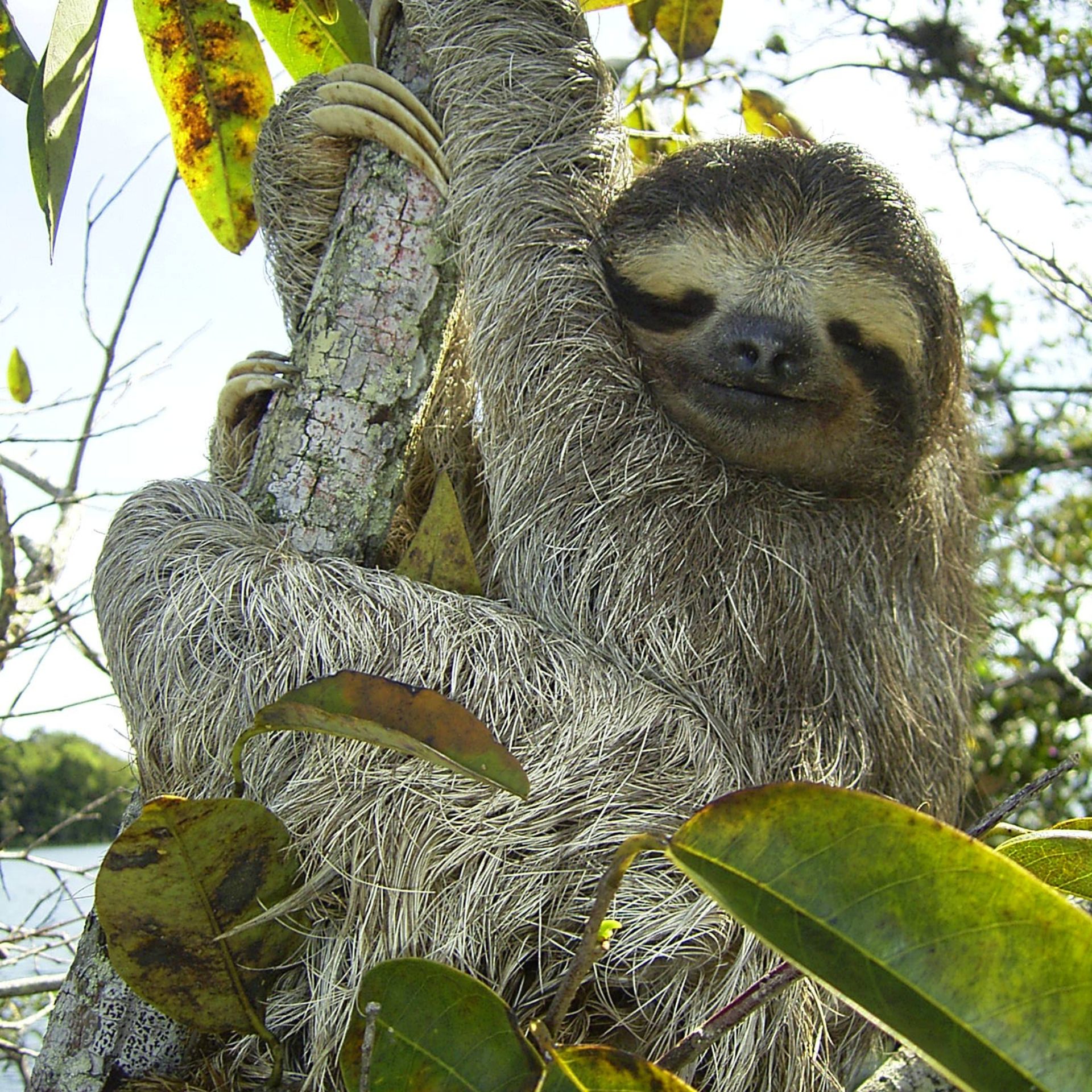 Panama wildlife